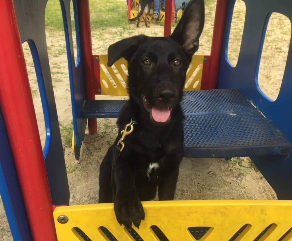 Oakmont Q3 2019 document graphic